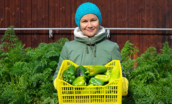 Een vrouw boer of tuinman houdt een doos met een oogst van paprika. Rechtenvrije Stockfoto's