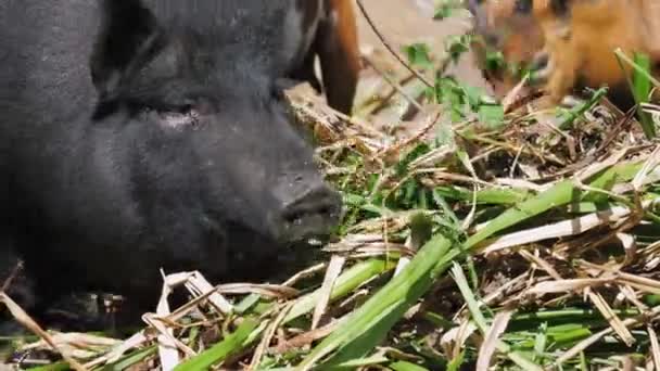 Un gran cerdo negro y cabras comen hojas de plantas en una granja . — Vídeo de stock