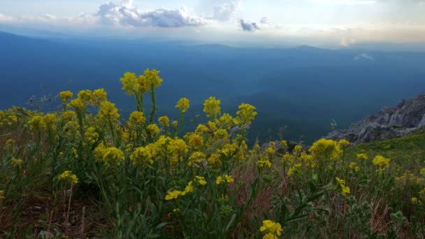 Bellissimi fiori gialli sullo sfondo di un paesaggio montano . — Video Stock