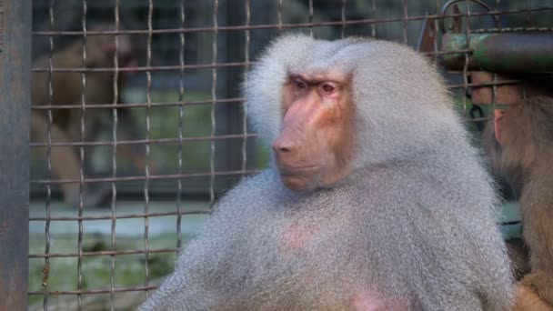Funny shy hamadryas baboon in a zoo cage. — Stock Video