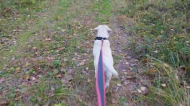 Sahibi köpeği parkta ya da ormanda gezdirir..