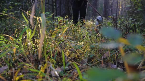 De eigenaar laat een Labrador Retriever hond uit in een park of bos. — Stockvideo