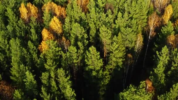 Floresta mista da Sibéria no outono . — Vídeo de Stock