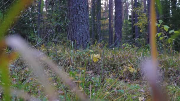 El propietario está paseando a un perro Labrador Retriever en un parque o bosque . — Vídeos de Stock