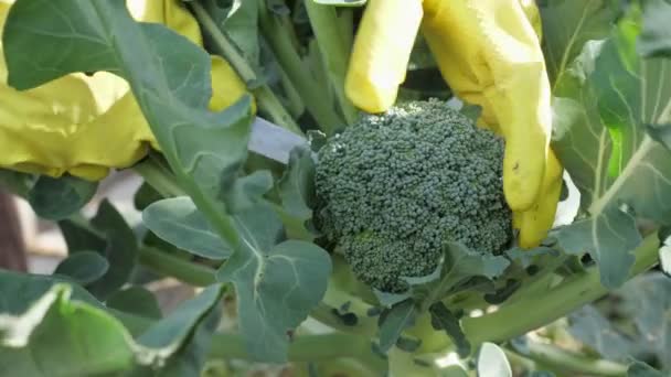 Een vrouwelijke tuinman is het oogsten van broccoli kool. — Stockvideo