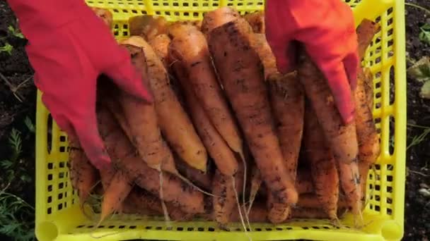 Un granjero cosechando zanahorias. De cerca. . — Vídeo de stock