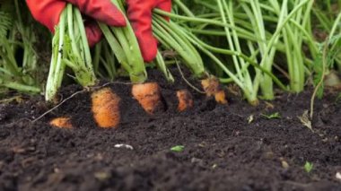 Havuç toplayan bir çiftçi. Yakın çekim.