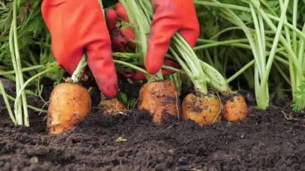 Un granjero cosechando zanahorias. De cerca. . — Vídeo de stock