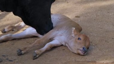 Hayvanat bahçesinde ya da çiftlikte minyatür Zebu.