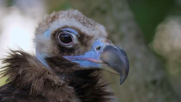 Avvoltoio cinereo nello zoo o in un parco naturale . — Video Stock