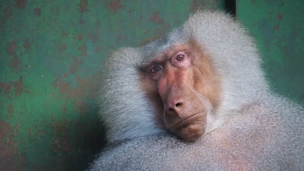 Divertido tímido hamadryas babuino en un zoológico jaula . — Vídeo de stock