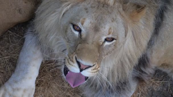 Joven hermoso león bostezos mostrando la boca . — Vídeo de stock
