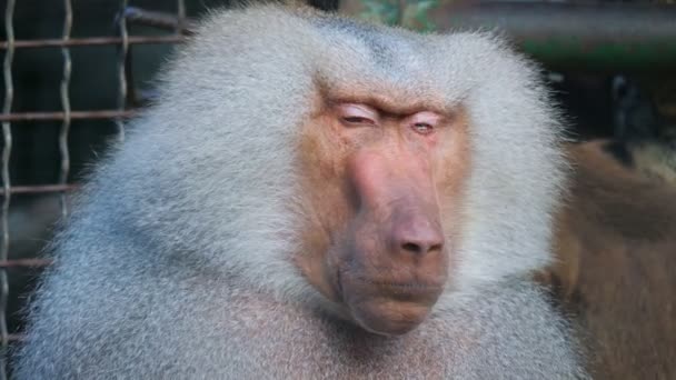 Funny shy hamadryas baboon in a zoo cage. 313317500