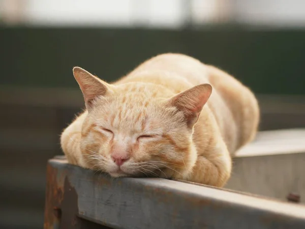 Şişko Kedi Turuncu Bahçede Çitin Üstünde Mutlu Bir Şekilde Uyuyor — Stok fotoğraf