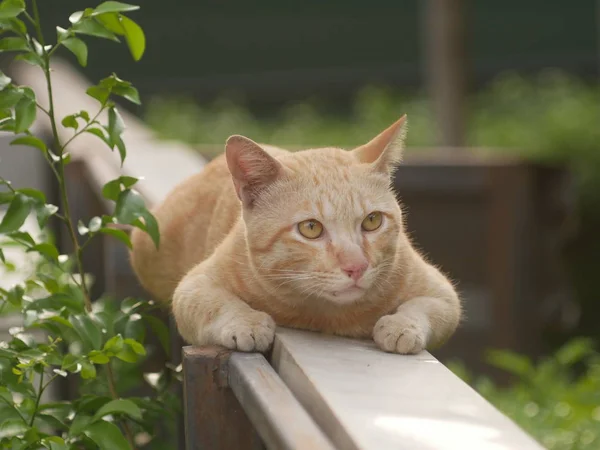 Şişko kedi turuncu, bahçede çitin üstünde mutlu bir şekilde uyuyor..