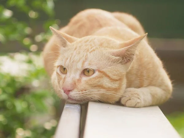 Fat cat cute orange, sleeping on the fence in the garden happily.