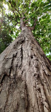 Ormandaki ağaç gövdesini kapatın. Eskimiş ve çatlamış koyu kahverengi ağaç kabuğu..