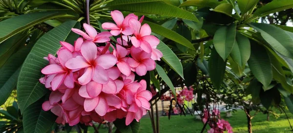 Bahçede Pembe Frangipani Çiçekleri Açar — Stok fotoğraf