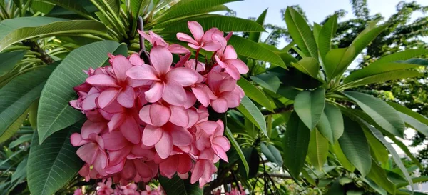 Flores Frangipani Rosadas Florecen Jardín —  Fotos de Stock