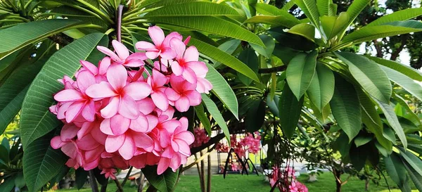 Pink Frangipani花在花园里盛开 — 图库照片