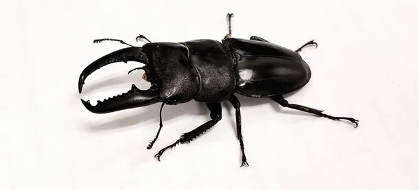 Fekete Dynastinae Fehér Backgroun — Stock Fotó