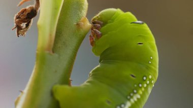 Yiyecek arayan tropikal tırtılın yakın çekimi..