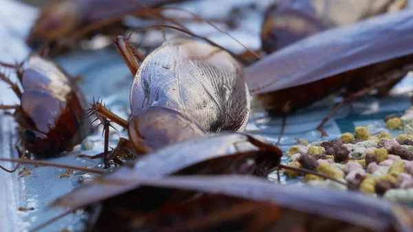 Les Cafards Mangent Des Aliments Piégés Les Cafards Sont Pris — Photo