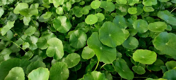 Close Gotu Kola Leaves Garden — Stock Photo, Image