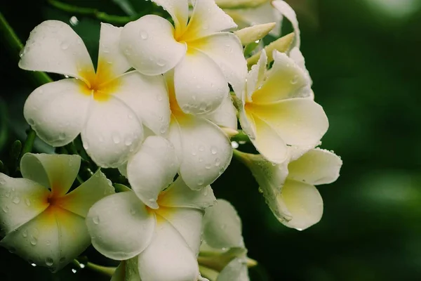 梅花盛开 水滴点缀在弗兰吉帕尼花上 在雨季绿叶模糊的背景下 — 图库照片