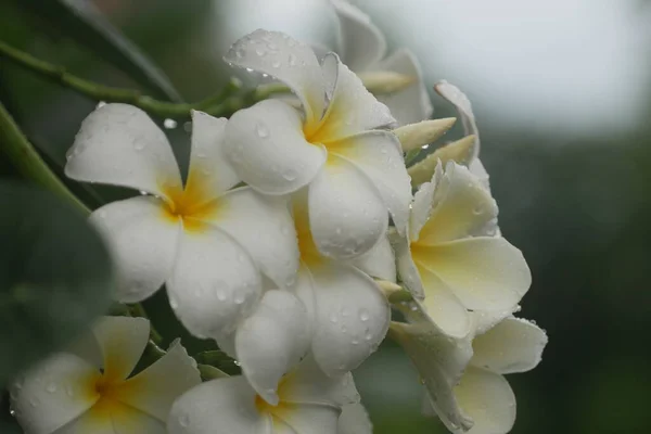 Les Fleurs Plumeria Fleurissent Avec Des Gouttelettes Eau Sur Des Images De Stock Libres De Droits