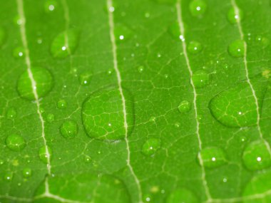 Yağmurdan sonra yaprakların üzerine su damlacıkları