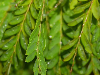 Yağmurdan sonra yaprakların üzerine su damlacıkları