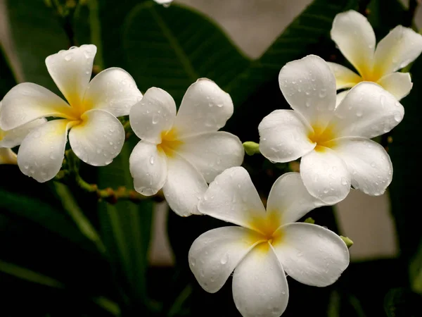 Bahçede Beyaz Frangipani Çiçekleri Açar — Stok fotoğraf