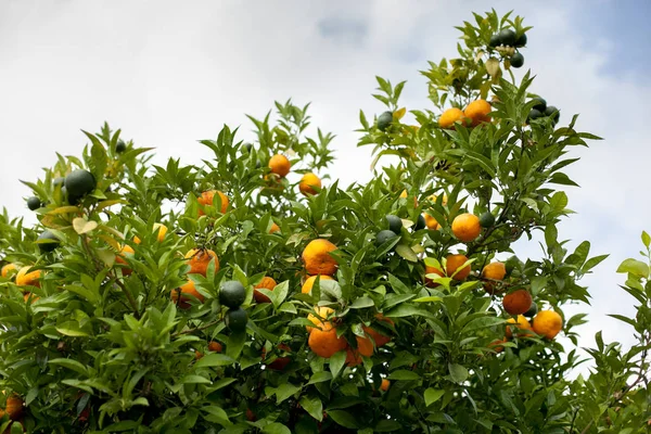 Olgun mandalina ağaç dalları, Valencia, İspanya asılı, yakın çekim. Yaz arka plan. Kopya alanı
