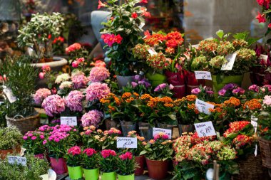 Tencere çeşitli çok renkli taze çiçekler ile çiçek pazarı. Kırmızı, pembe, turuncu ortanca, bellflower güzel çok düzeyli Vitrini.