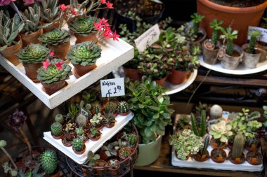 Çeşitli küçük renkli sulu bitkilerin çiçek pazarı üzerinde tencere. Seçici odak ile sulu Bahçe