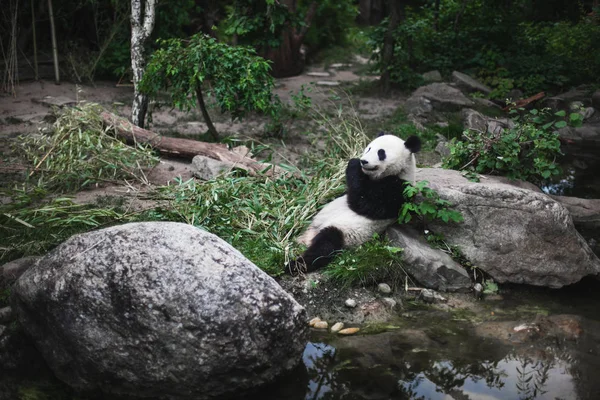 Urso Panda Gigante Faminto Ailuropoda Melanoleuca Comendo Folhas Bambu Que — Fotografia de Stock