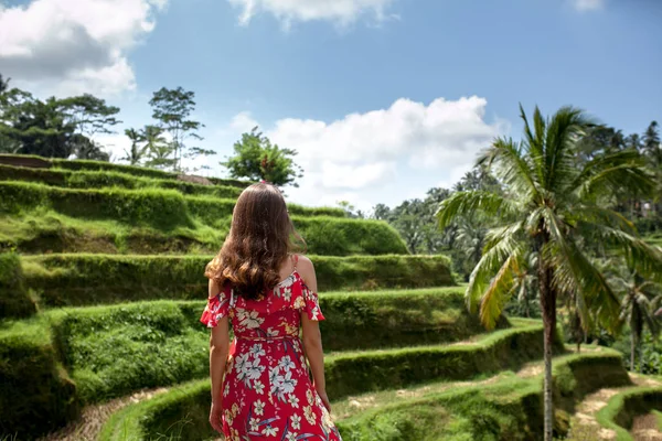 A back view of woman walking on green rice fields