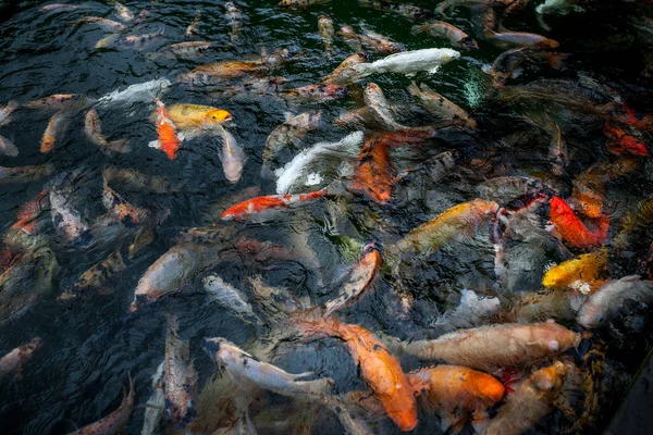 Çok güzel çok renkli ve kırmızı sazan tirta empul tampak siring, Bali, Endonezya gölette. Yakın çekim