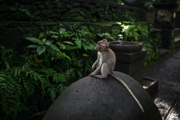 Affe Sitzt Auf Dem Stein Grünen Dschungel Ubud Affenwald Bali — Stockfoto