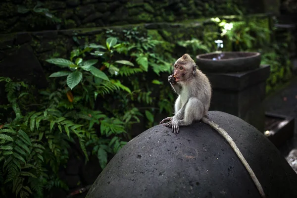 Retrato Mono Del Santuario Del Bosque Sagrado Monos Ubud Bali — Foto de Stock