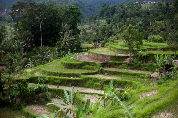Bali rice terraces. Rice fields of Jatiluwih. The graphic lines and verdant green fields. Some of the fields are hundreds of years old.Rainy