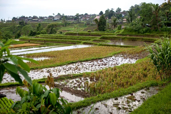 Bali pirinç terasları suda. Jatiluwih pirinç tarlaları. Grafik çizgileri ve yemyeşil yeşil alanlar. Alanların bazıları yüzlerce yıllık. Yağmurlu