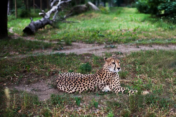 Schöner Gepard Aminonyx Jubatus Auf Grünem Gras Liegend Und Die — Stockfoto
