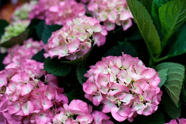 Roze Paarse Hydrangea Bloemen Bloei Bovenaanzicht Patroon — Stockfoto