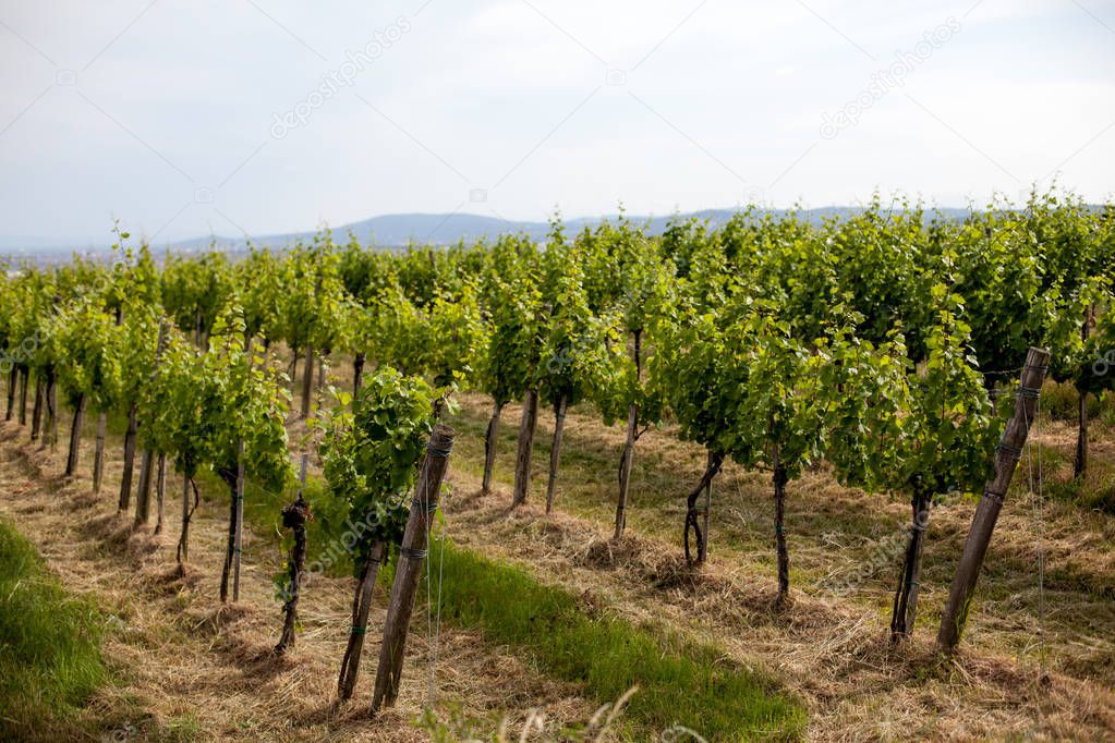 Vineyards landscape in Vienna, Austria Green colored leaves of grapevine lit by the setting sun in summer season with cloudy sky. Suburban cityscape in the background