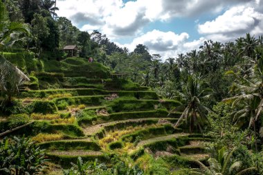Sabah Tegallalang Köyü, Ubud, Bali ışığı güzel pirinç terasları