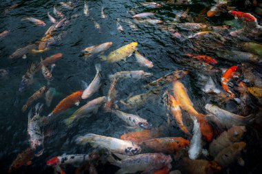 Çok güzel çok renkli ve kırmızı sazan tirta empul tampak siring, Bali, Endonezya gölette. Yakın çekim
