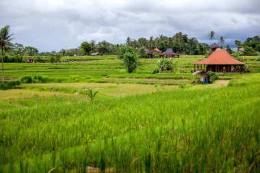 Sabah Tegallalang Köyü, Ubud, Bali ışığı güzel pirinç terasları