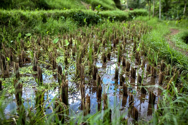 Cerca Campo Verde Campo Arroz Asia —  Fotos de Stock